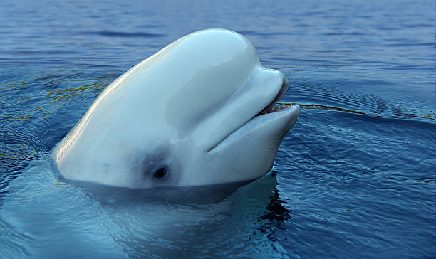 White beluga opening her mouth over water Beluga whale spyhopping beluga whale stock pictures, royalty-free photos & images