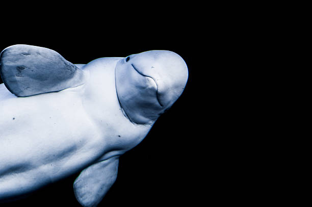 White Beluga Whale A white beluga whale looking straight at the camera. It looks as if it's smiling. beluga whale stock pictures, royalty-free photos & images