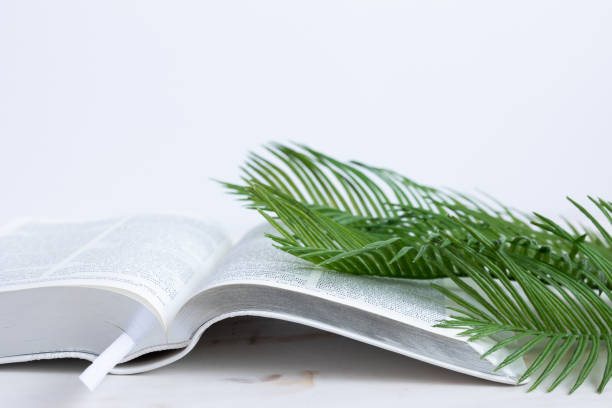 White bible and palms on white stock photo