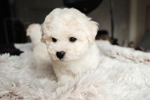 white poodle puppy on brown textile photo – Free Image on Unsplash