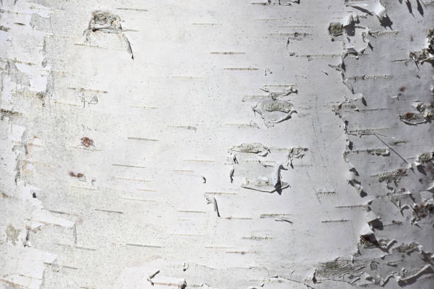 White birch bark in strong sunlight stock photo