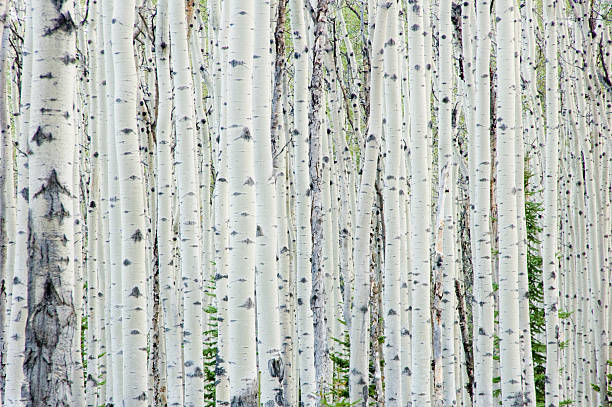 white birke wald - birken stock-fotos und bilder