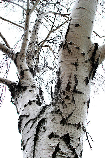 white birch tree stock photo