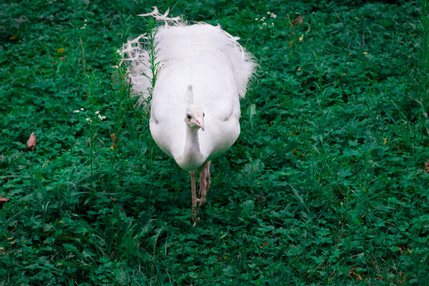 witte vogel pauw peahen met kroon wandelingen op groen gras - vera pauw stockfoto's en -beelden