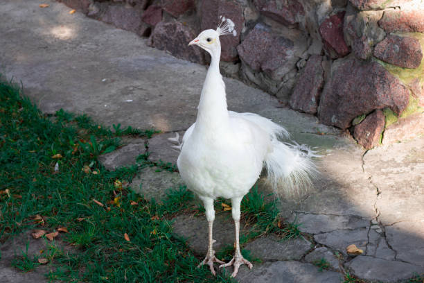 witte vogel peahen met kroon staat op grond in dierentuin - vera pauw stockfoto's en -beelden