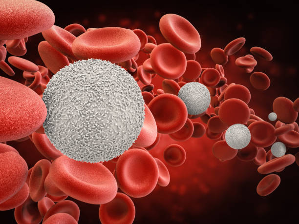white blood cells with red blood cells stock photo