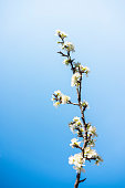 istock White Blossom and blu clear sky 1387221037