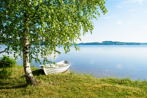 White rowing boat, tied to a birch tree, on the shore of a lake somewhere in the depths of Finland, a good summer day. Vacation on the lake.