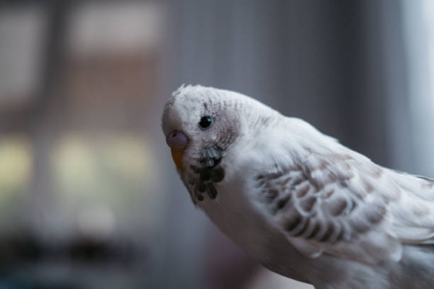 White budgerigar portrait stock photo