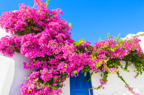 White building with blue door and pink flowers. White building with blue door and pink flowers. Santorini island, Greece. bougainvillea photos stock pictures, royalty-free photos & images