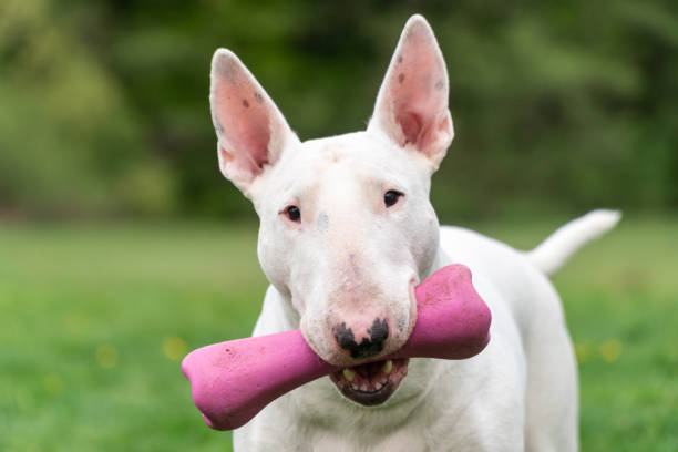 6,679 Bull Terrier Stock Photos, Pictures & Royalty-Free Images - iStock