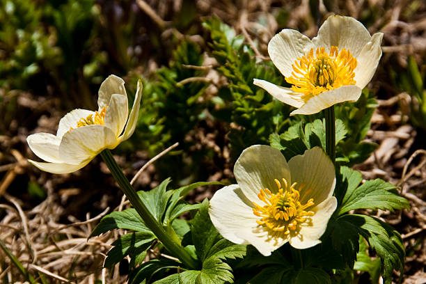 White Buttercup Buttercups are a large genus of flowering plants in the Ranunculus family. Ranunculus is Latin for little frog, so named because they grow in wet areas near ponds and streams. They have yellow or white, shiny petals. These buttercups were photographed in Upper Ice Lakes Basin of the San Juan National Forest near Silverton, Colorado, USA. jeff goulden san juan mountains stock pictures, royalty-free photos & images