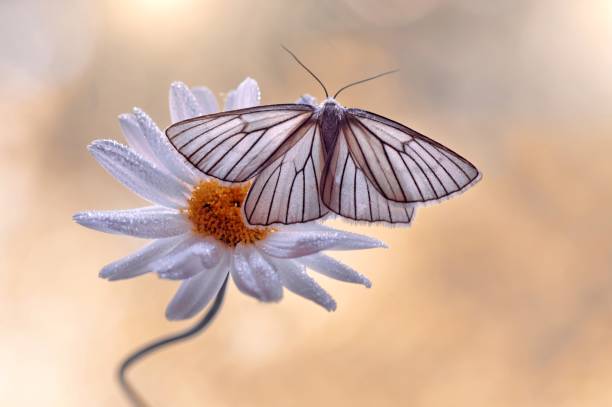 White butterfly - Siona lineata  on a summer daisy A beautiful white butterfly on a summer daisy butterfly flower stock pictures, royalty-free photos & images