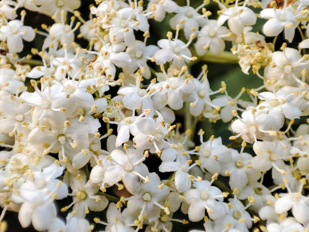 white carpet of flowers on the bush in spring stock photo