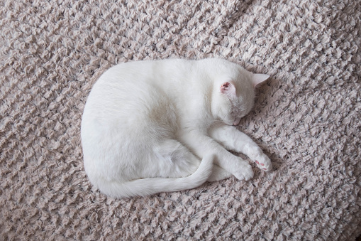 White Cat Curled Up Sleeping Top View Stock Photo Download Image Now