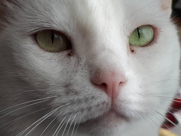 White cat face close-up stock photo