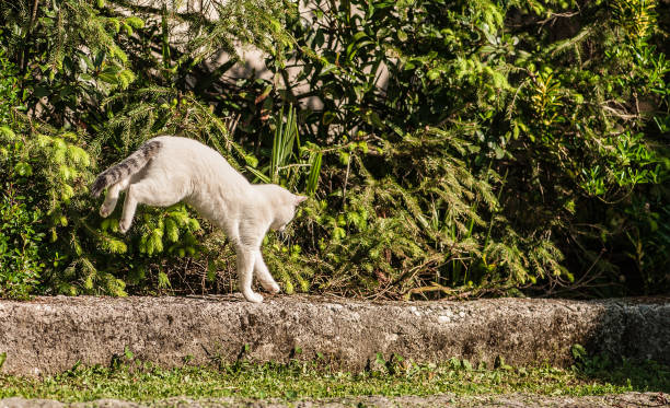 White Cat Jumping Over the Lawn in the Garden stock photo
