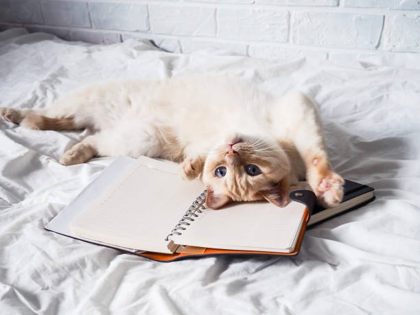 white cat on a white bed lying on a notebook, work from home, work online, self-employment, relaxing on weekends stock photo