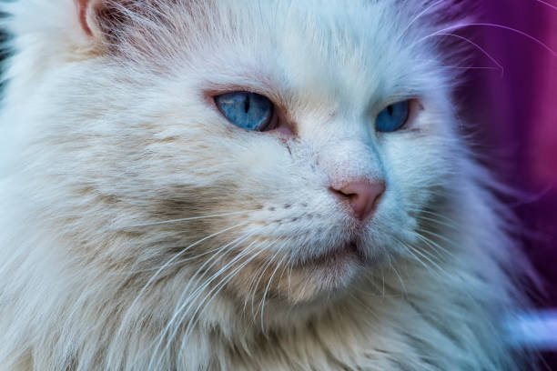 gatto bianco con un look esperto. gatto bianco del maine coon - unkind foto e immagini stock