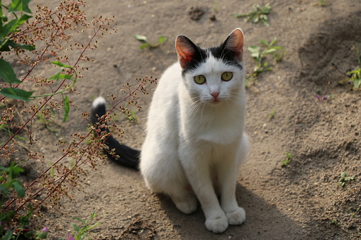 siyah kulaklar ve siyah kuyruklu beyaz kedi stok fotograflar bakmak nin daha fazla resimleri istock