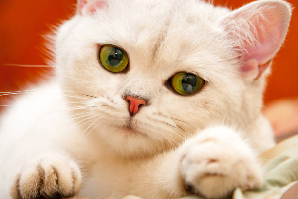White cat with green eyes stock photo