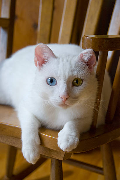 White Cat with two eye colors stock photo