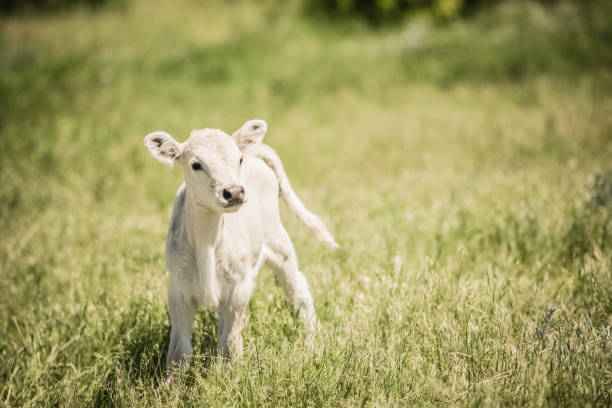 White Charolaise calf standing in green grassy meadow A very cute and sweet white Charolaise calf standing in green grassy meadow fairly close to camera. No people in this high resolution color photograph with horizontal composition. calf stock pictures, royalty-free photos & images