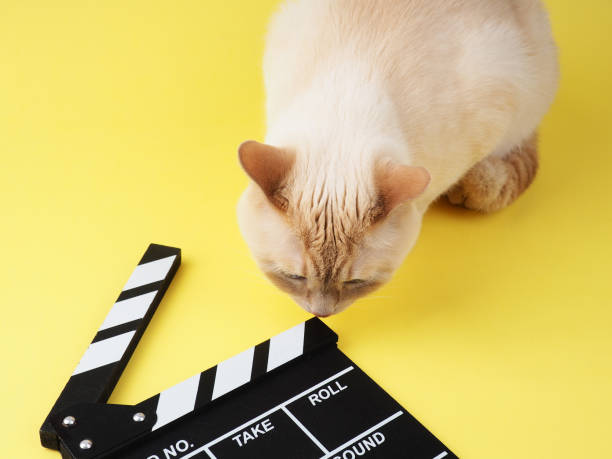 White cheerful cat looks through Clapperboard on a yellow background stock photo