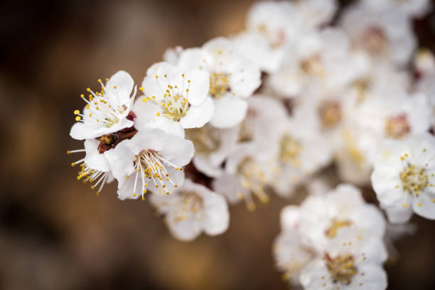 White Cherry Blossoms stock photo