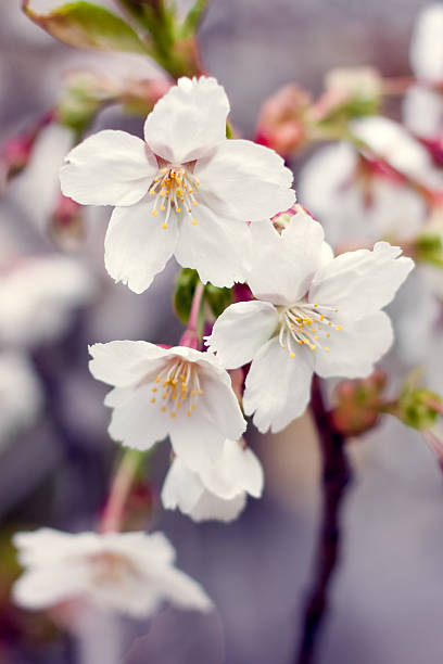 white cherry blossoms stock photo