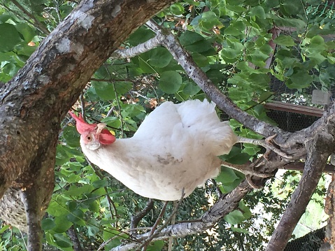 white-chicken-in-a-tree-picture-id854164928