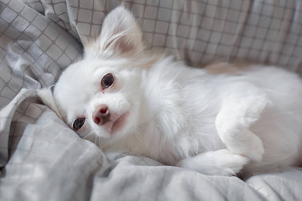 White Chihuahua stock photo
