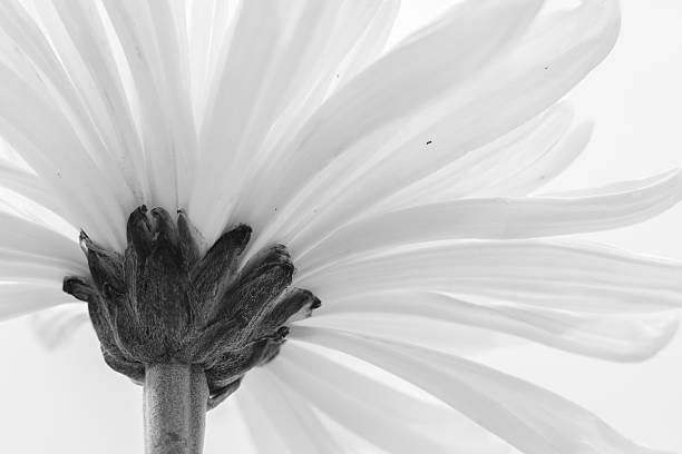 белая хризантема bw - венчик лепесток стоковые фото и изображения
