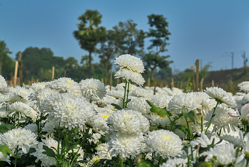 white chrysanthemum flower fields in khirai west of midnapore west picture