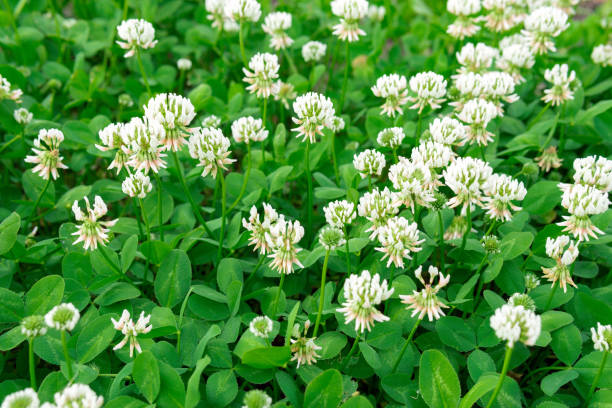 white clover flowers. Dutch clover on lawn in spring or summer garden. floral background. Blooming ecology nature landscape stock photo