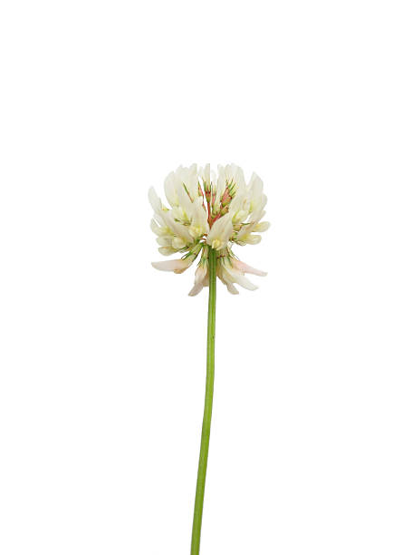 White clover (Trifolium repens) stock photo
