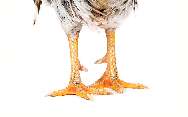 white cock paw on a white background, studio shot animal leg stock pictures, royalty-free photos & images