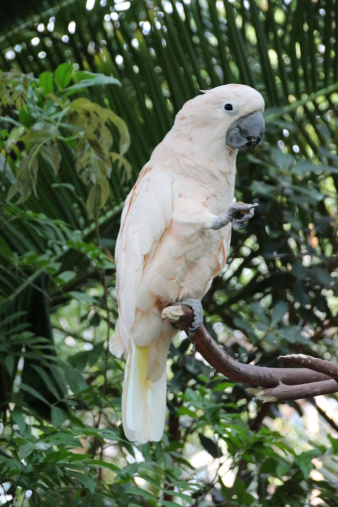 White Cockatoo eating a nut