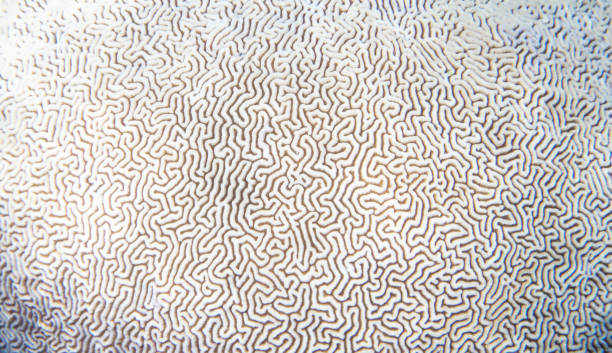 White coral texture. Tropical seashore underwater photo. Coral reef animal. stock photo