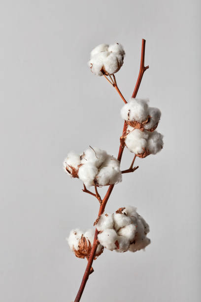 white cotton flowers on gray background stock photo