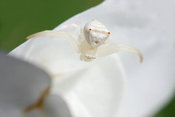 White crab spider 2 stock photo
