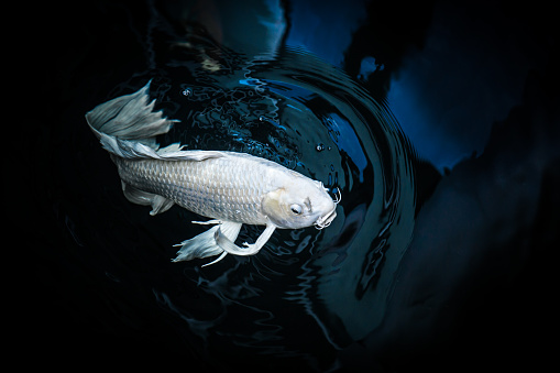 White Crap Fish Or Butterfly Koi Fish Platinum Color In White Crap Fish Or Butterfly Koi Fish Platinum Color In