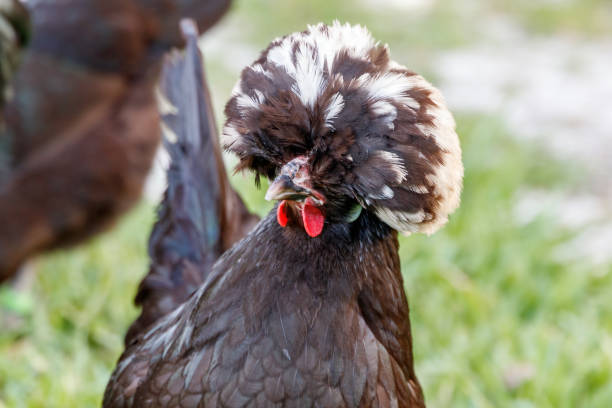White Crested Black Polish Bantam Chicken on backyard farm stock photo