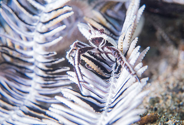 White crinoid shrimp stock photo