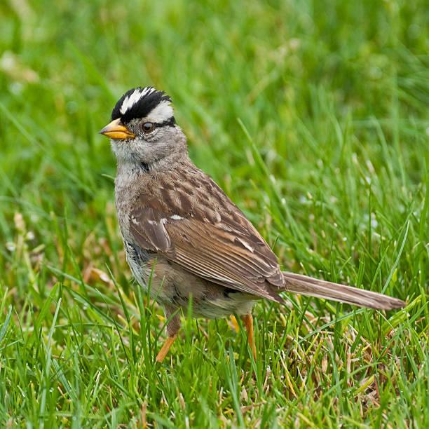 White Crowned Sparrow The White-Crowned Sparrow (Zonotrichia leucophrys) is a medium-sized songbird native to North America. It is marked by a gray face and distinctive black and white stripes on the upper head. Their tranquil call is melodic and complex. This sparrow breeds in brushy areas of the northernmost parts of North America, the Rocky Mountains and Pacific Coast. These northerly breeding populations are migratory and tend to winter through most of North America and south to central Mexico. The southerly populations are largely resident. The white-crowned sparrow forages on the ground for seeds, plant parts and insects. Sometimes they will take flight to catch flying insects. In the winter, they will forage in flocks. White-crowned sparrows nest in low bushes or on the ground under cover of shrubs. They will lay a clutch of three to five brown and gray or greenish-blue eggs. The white-crowned sparrow has a natural alertness mechanism, which it employs during migration to stay awake up to two weeks at a time. This sparrow was photographed on the Ruston Way waterfront in Tacoma, Washington, USA. jeff goulden sparrow stock pictures, royalty-free photos & images