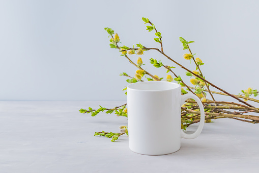 White cup mockup with a willow branch on a gray background