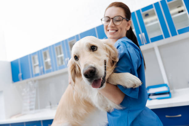 White cute Labrador looking forward Want to run away. Positive delighted vet keeping smile on her face and looking downwards while embracing dog veterinarian stock pictures, royalty-free photos & images