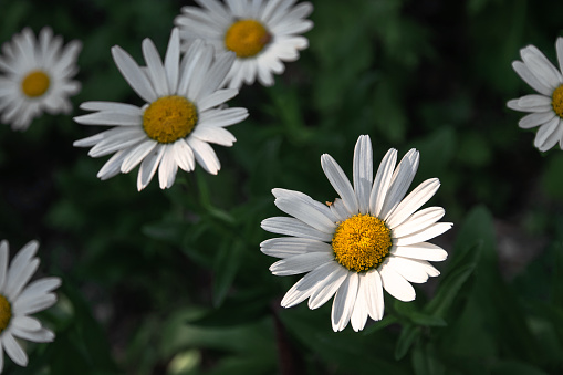 A white chamomile flower with a yellow core on a dark background of green foliage. Chamomile flowers on a dark green background. White daisies in the garden close-up, top view.