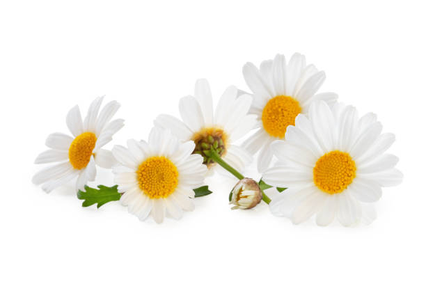 white daisies (marguerite) isolerad på vit bakgrund, inklusive urklipps bana utan skugga. - prästkrage bildbanksfoton och bilder