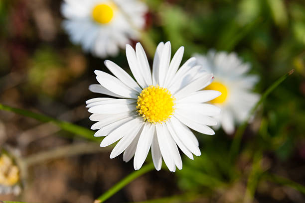 White Daisy Flower stock photo